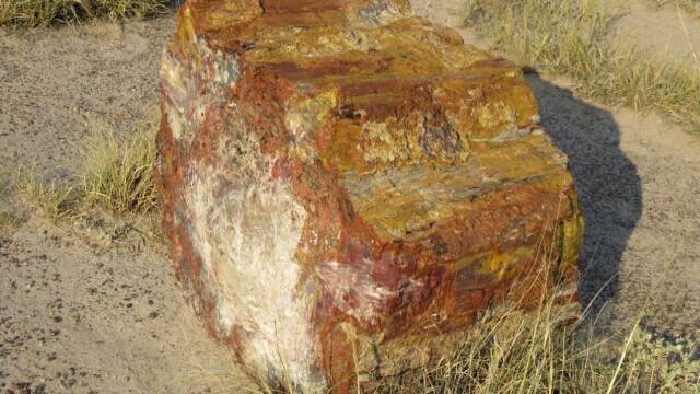 Detail kusu skamenelého dreva v Národnom parku Petrified Forest