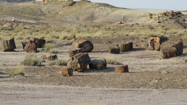 Viacero kusov skamenelého dreva v Národnom parku Petrified Forest v Arizone