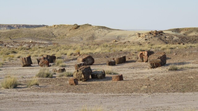 Viacero kusov skamenelého dreva v Národnom parku Petrified Forest v Arizone