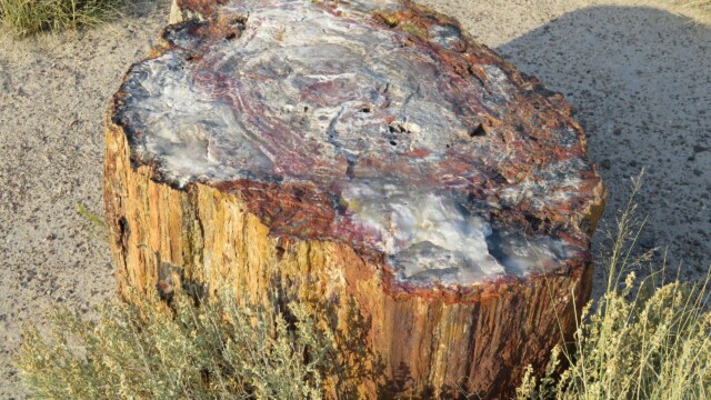 Detail skamenelého stromu v Národnom parku Petrified Forest