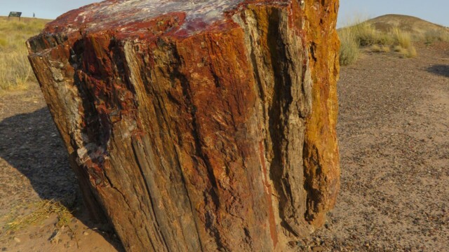 Detail skamenelého stromu v Národnom parku Petrified Forest