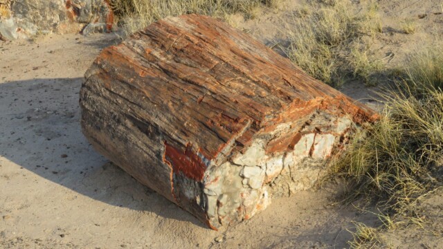 Detail skameneného stromu v Národnom parku Petrified Forest v Arizone
