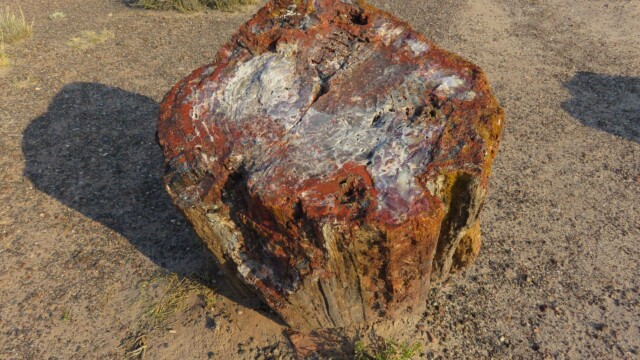 Detail skameneného dreva v Národnom parku Petrified Forest v Arizone
