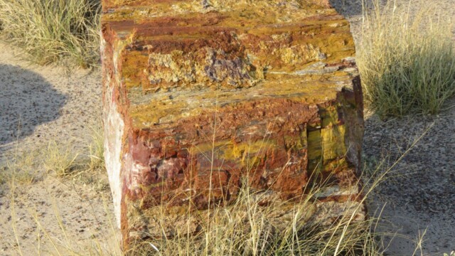 Pohľad na skamenený strom v Národnom parku Petrified Forest v Arizone s fosilizovanými stromami a púštnou scenériou